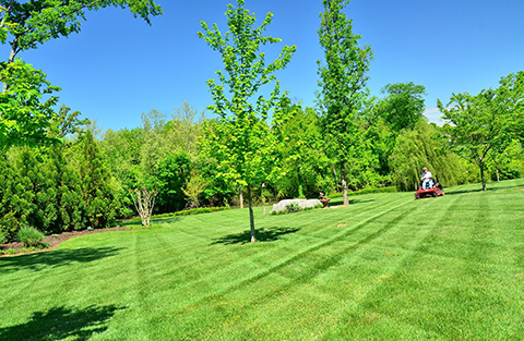 Commercial Lawn Care Services in Boca Raton, FL